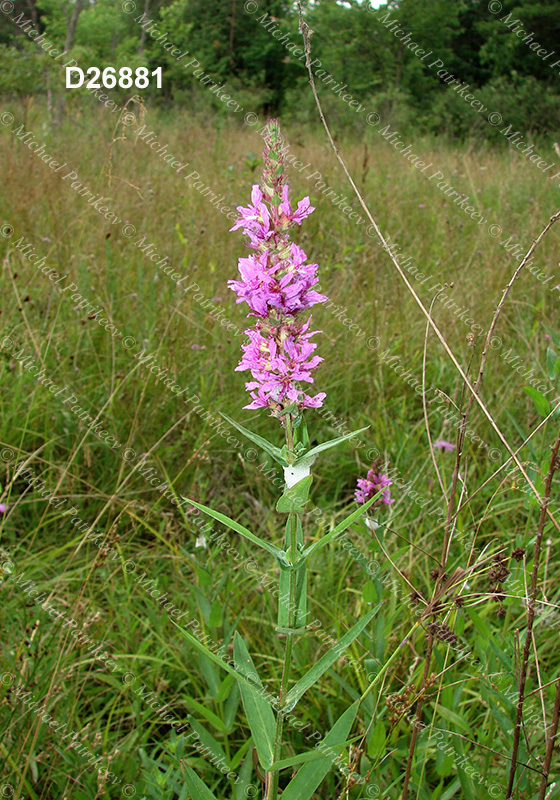 Purple Loosestrife (Lythrum salicaria)